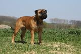 BULLMASTIFF 357